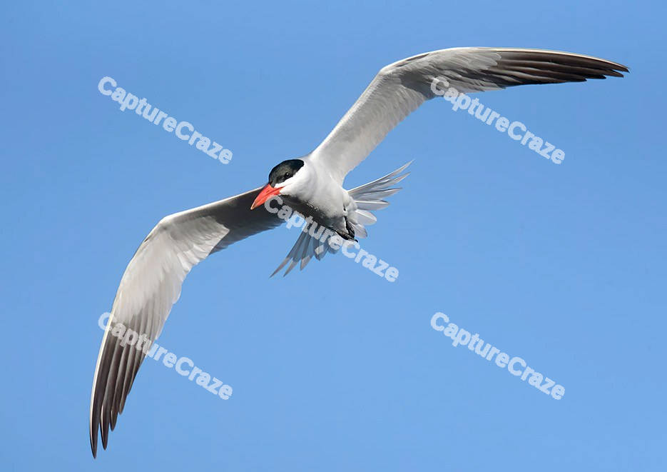 Caspian Bird mid-flight